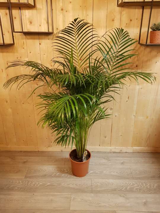 Speeltoestellen Praktisch elke keer Kamerplant palm | GroenRijk De Heikant - Tuincentrum GroenRijk de Heikant  te Veldhoven
