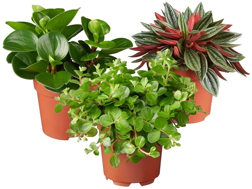 Peperomia’s: kleine planten met grootse bladeren