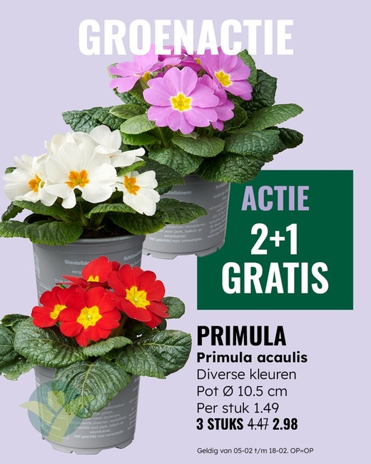 Groenactie: Primula