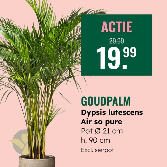 Weekaanbieding: Goudpalm